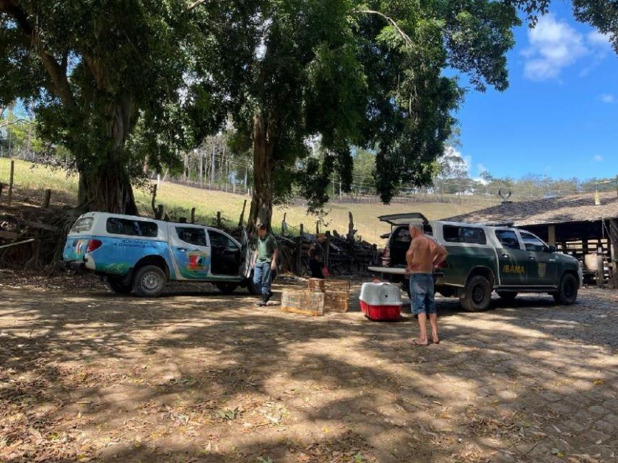 Animais foram soltos em propriedade rural do município (Foto: Divulgação/ Semma-PMS)