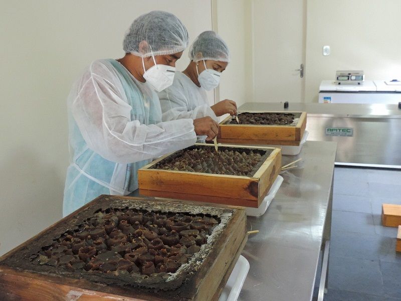 (Foto: Cooperativa de Agricultores Indígenas/Divulgação)