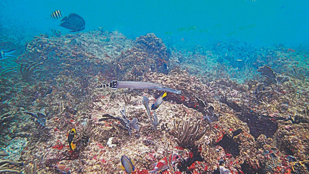 O peixe-trombeta é uma espécie que tem o corpo alongado. Esse tipo de peixe é sempre visto nas ilhas da região, em Guarapari. (Foto: Julio Yaber/ Atlantes)