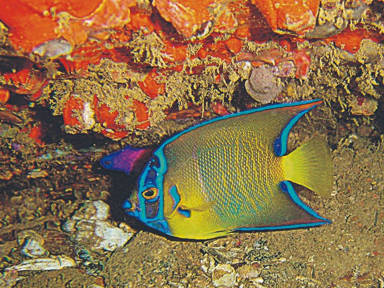 Os peixes da espécie ciliaris ou peixe-anjo-rainha são encontrados em diferentes cardumes na ilha e nos naufrágios na região, em Guarapari. Atraem turistas pela beleza e cor. (Foto: Julio Yaber/ Atlantes)