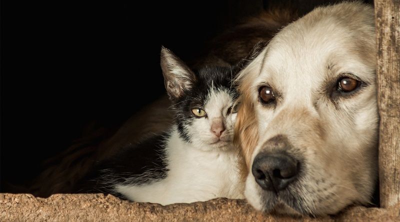 O programa vai oferecer três mil castrações de cães e gatos da Capital por ano (Foto: Divulgação)