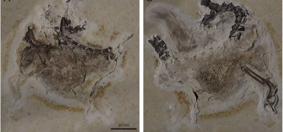 Imagem ilustrativa da imagem Museu da Alemanha se recusa a devolver fóssil de dinossauro tirado irregularmente do Brasil