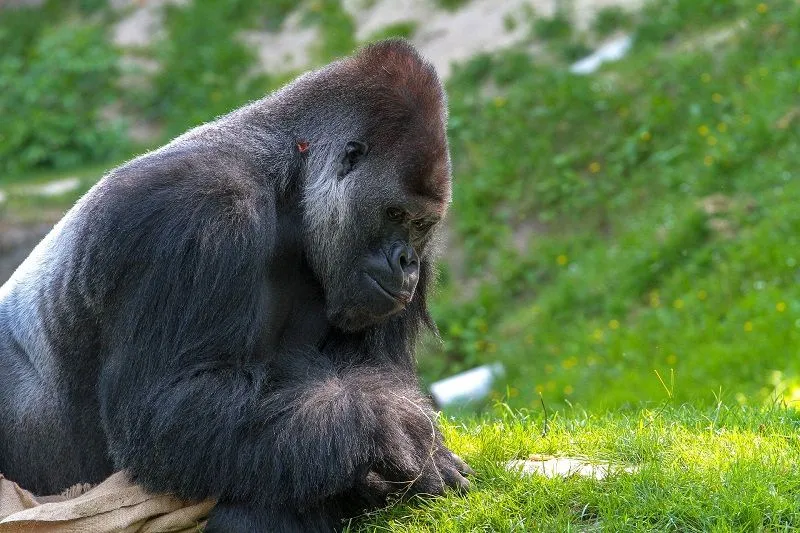Imagem ilustrativa da imagem Treze gorilas têm teste positivo para coronavírus em zoológico