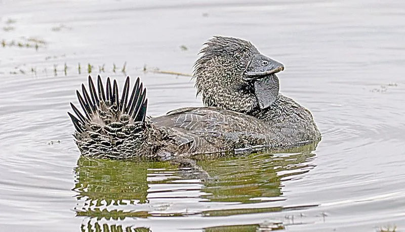 Imagem ilustrativa da imagem Pato aprende a xingar humanos na Austrália