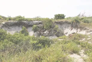 Imagem ilustrativa da imagem Crime ambiental sem punição