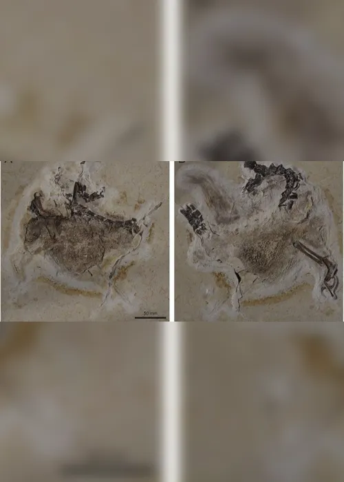 Imagem ilustrativa da imagem Museu da Alemanha se recusa a devolver fóssil de dinossauro tirado irregularmente do Brasil