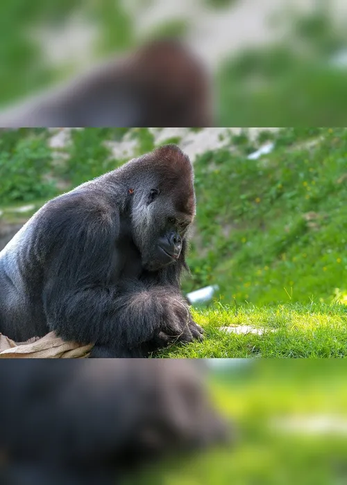 Imagem ilustrativa da imagem Treze gorilas têm teste positivo para coronavírus em zoológico