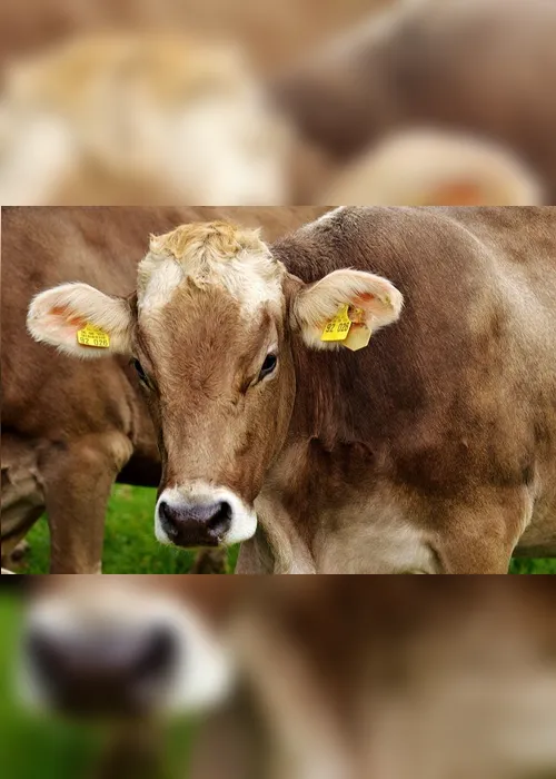 Imagem ilustrativa da imagem Arábia Saudita suspende importações de carne de 5 frigoríficos brasileiros