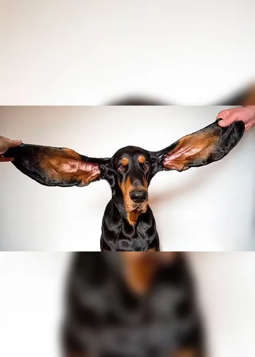 Imagem ilustrativa da imagem Guinness divulga cão com orelhas mais longas do mundo e outros recordes
