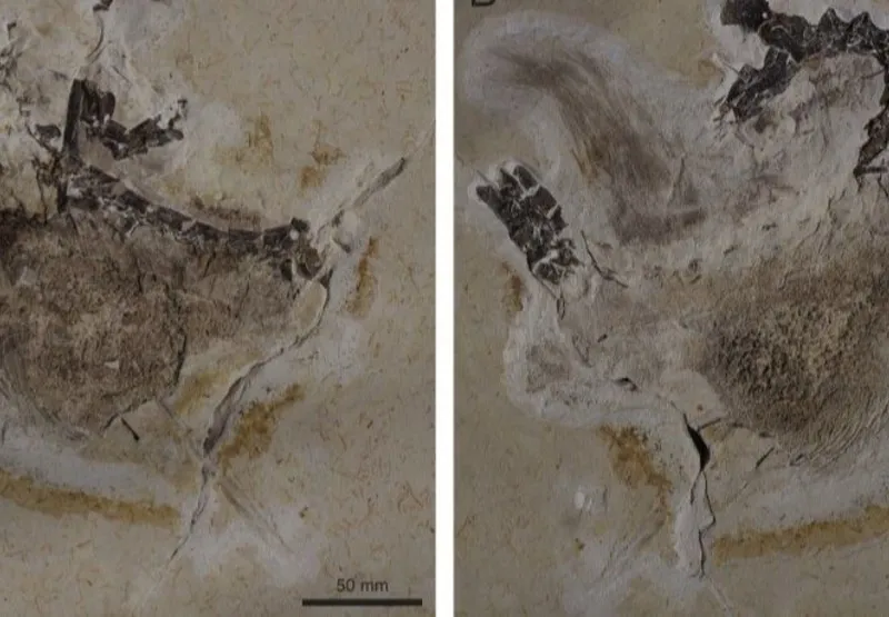 Fóssil do Ubirajara jubatus foi originado da Bacia do Araripe, no Sul do Ceará
