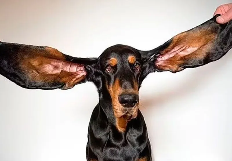 Lou é o cão com as orelhas mais longas
