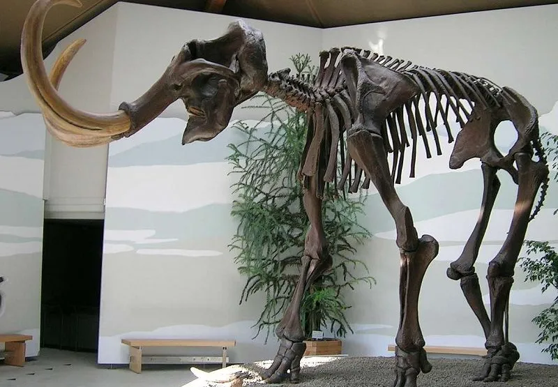 Esqueleto do mamute-lanoso exposto em museu de História: experiência visa combater as mudanças climáticas