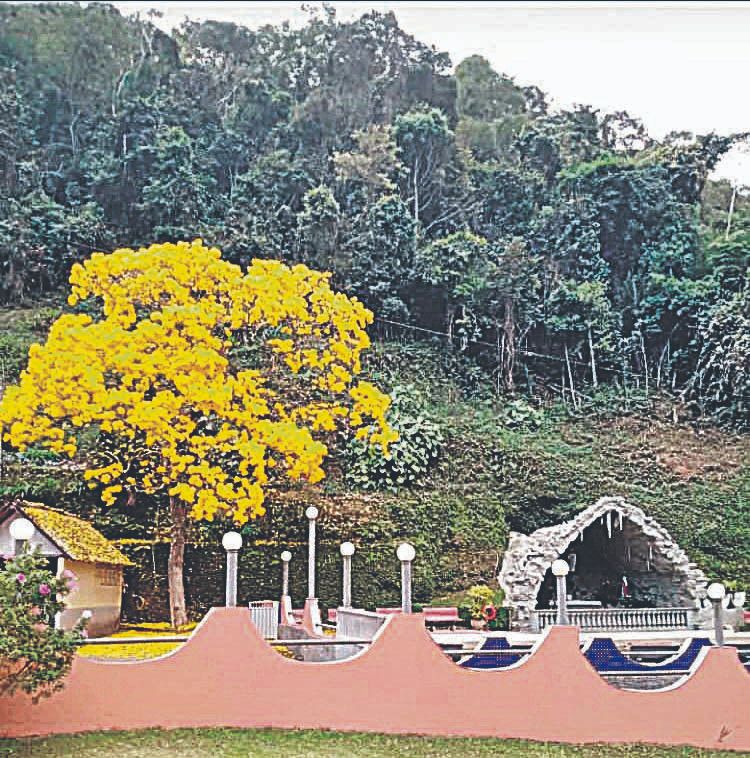 Ipê em Santa Teresa. (Foto: Célio Perini)