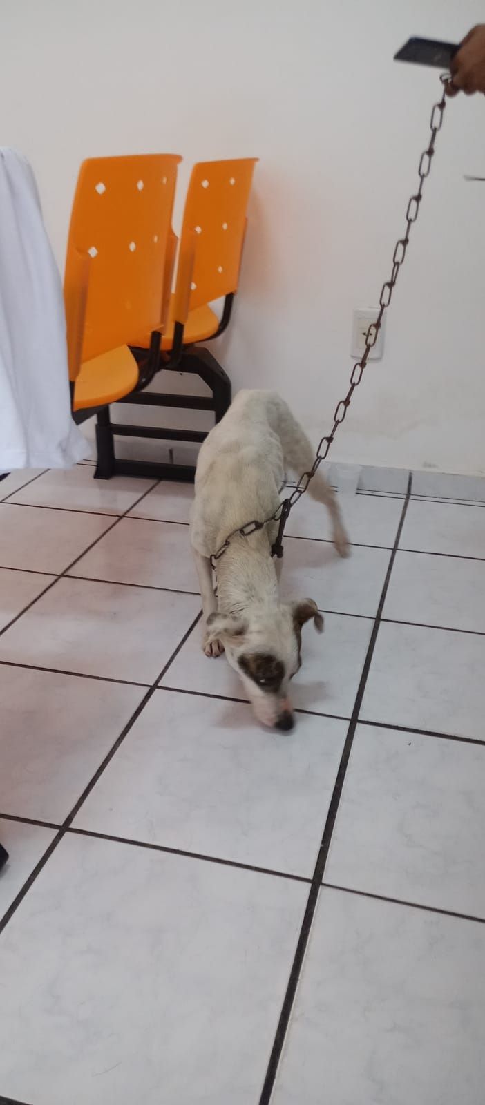 Cachorro foi resgatado (Foto: Divulgação / CPI dos Maus-Tratos contra Animais)