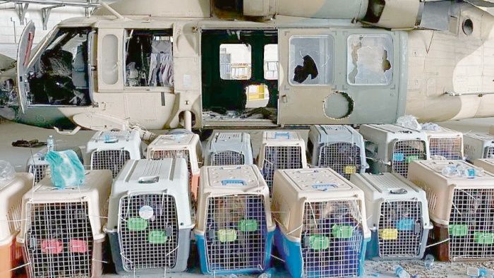 Caixas onde estão os cães (Foto: Redes sociais)