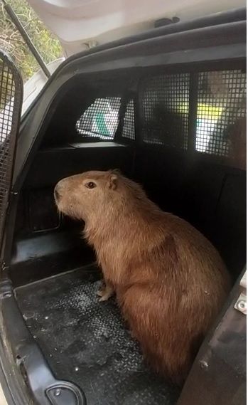 Capivara foi resgatada de agência bancária no Centro de Alegre (Foto: Divulgação/ Polícia Militar Ambiental)