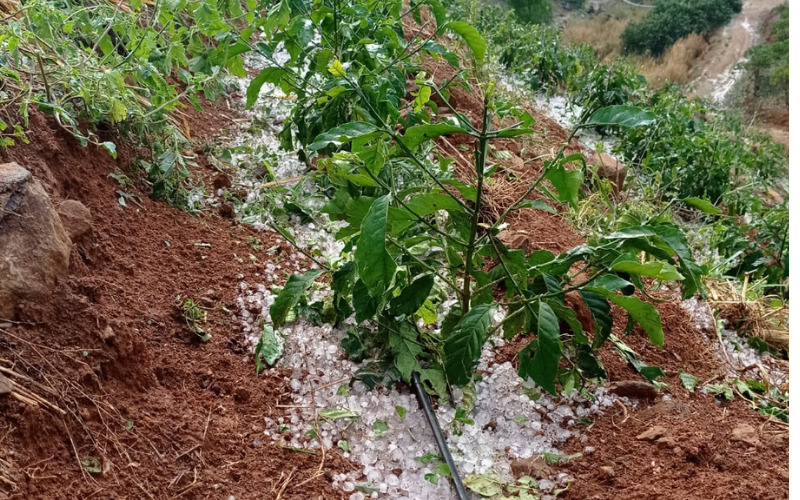 Chuva de granizo em lavoura (Foto: Imagem enviada por Whatsapp)
