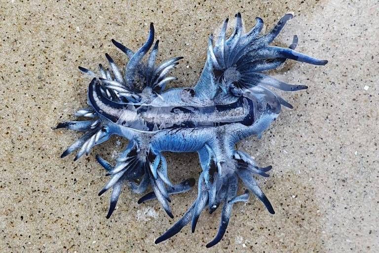 'Dragão azul', molusco raramente avistado, é encontrado no litoral de SP (Foto: Divulgação)