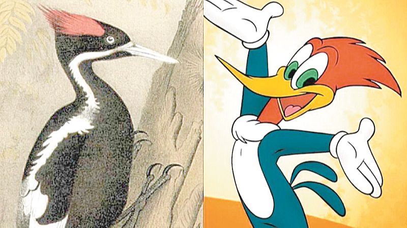 A ave pica-pau-bico-de-marfim passou a ser mais conhecida mundialmente graças ao desenho de Walter Lantz (Foto: Divulgação/Walter Lantz)