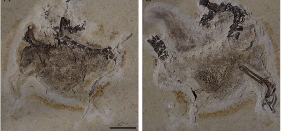 Fóssil do Ubirajara jubatus foi originado da Bacia do Araripe, no Sul do Ceará (Foto: Reprodução/Cretaceous Research)