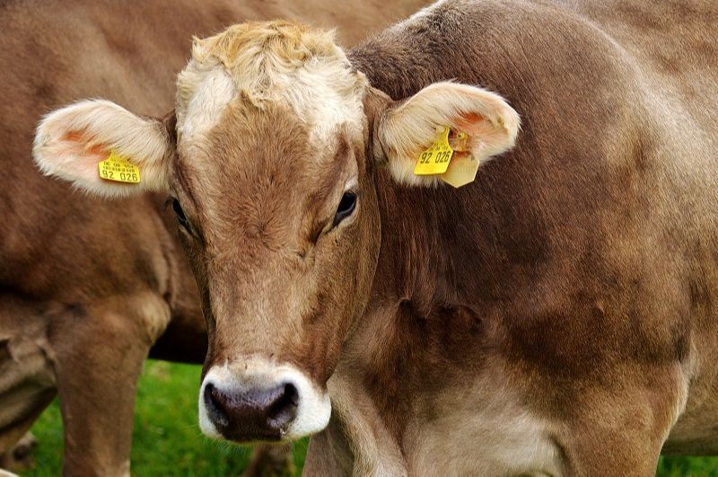 Os casos foram encontrados vacas em frigoríficos do Mato Grosso e Minas Gerais (Foto: Pixabay)