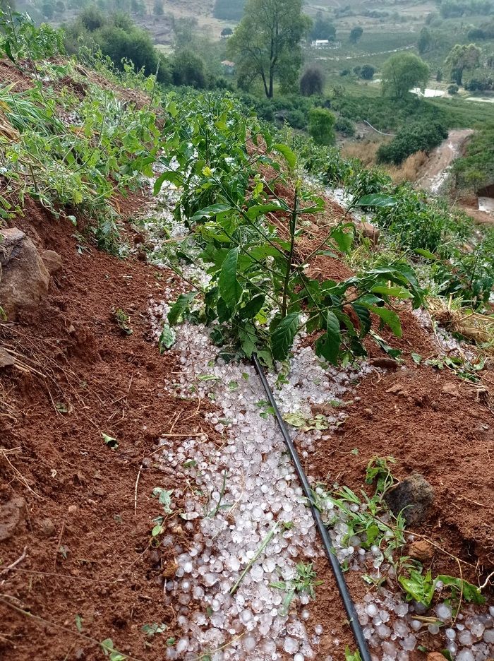 Granizo em lavoura (Foto: Imagem recebida pelo WhatsApp)