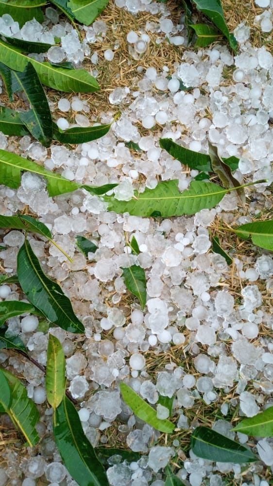 Prejuízo em lavouras de café em Itarana (Foto: Imagem recebida pelo WhatsApp)