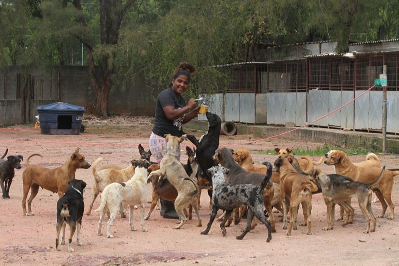 Nayana Rossoni está com o abrigo cheio, devido a uma onda de abandono de animais desde o início da pandemia (Foto: Kadidja Fernandes/ AT)