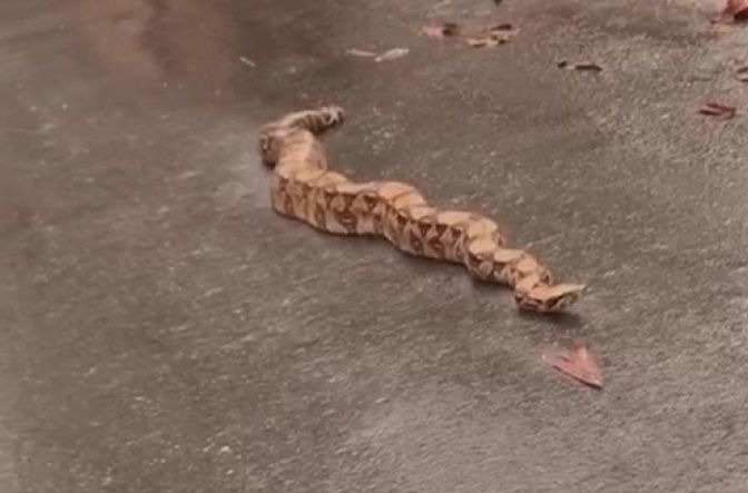 Jiboia apareceu em Jacaraípe (Foto: Divulgação/Semma-PMS)