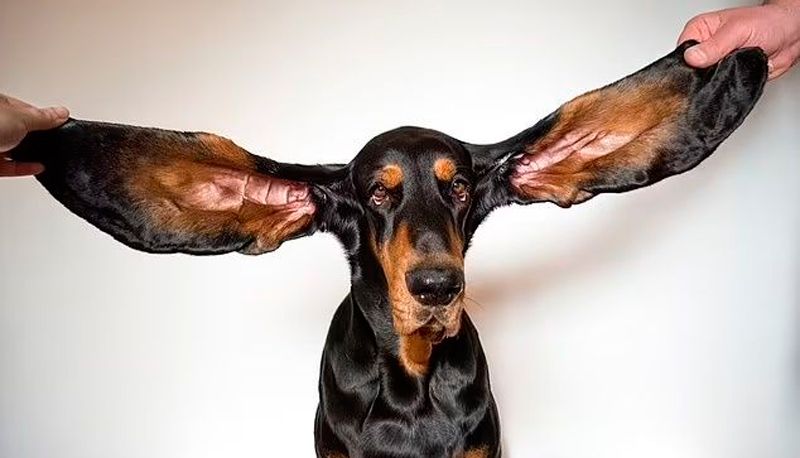 Lou é o cão com as orelhas mais longas (Foto: Divulgação / Guinness World Records)