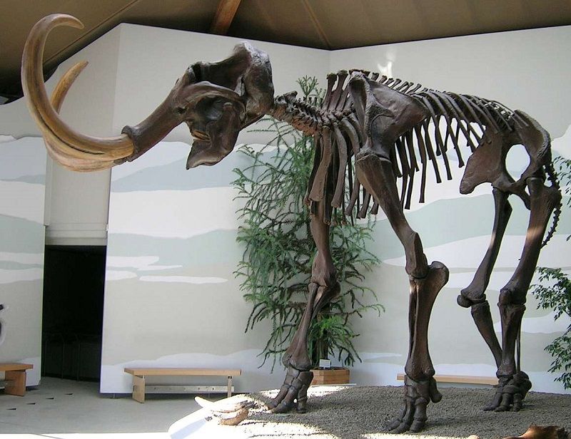 Esqueleto do mamute-lanoso exposto em museu de História: experiência visa combater as mudanças climáticas (Foto: Divulgação)