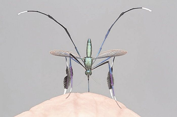 Fotografia feita pelo entomologista Gil Wizen mostra o mosquito (Foto: Gil Wizen)