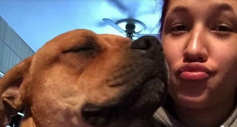 Aisha Nieves havia perdido Kovu, um pit bull misturado com rottweiler, em maio de 2019 (Foto: Divulgação/ @The_LCHS)