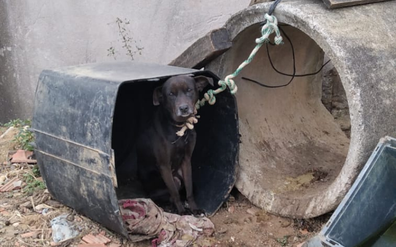 Na residência denunciada, a CPI flagrou os animais, presos com uma corda muito curta e em local impróprio. (Foto: Divulgação/CPI dos Mau Tratos)