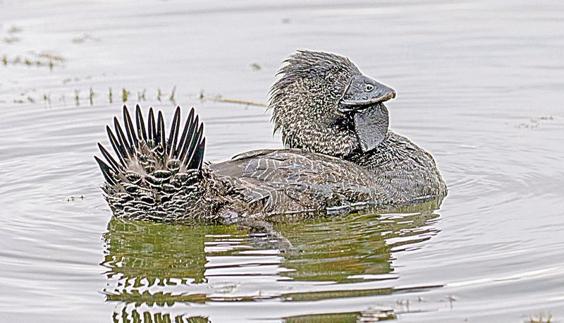 Patos-de-papada da Austrália (Foto: Divulgação)