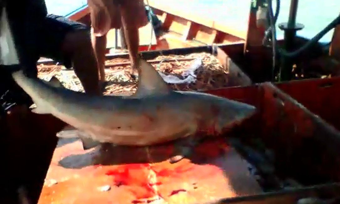 Pescador tenta pegar tubarão em alto mar, mas acaba sendo mordido, a 2km da costa paraense (Foto: Divulgação)