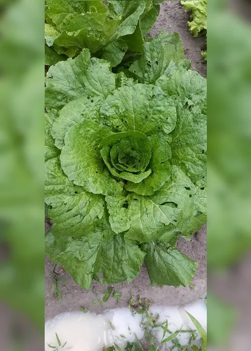 Imagem ilustrativa da imagem Chuva de granizo destrói plantações e assusta moradores no Estado