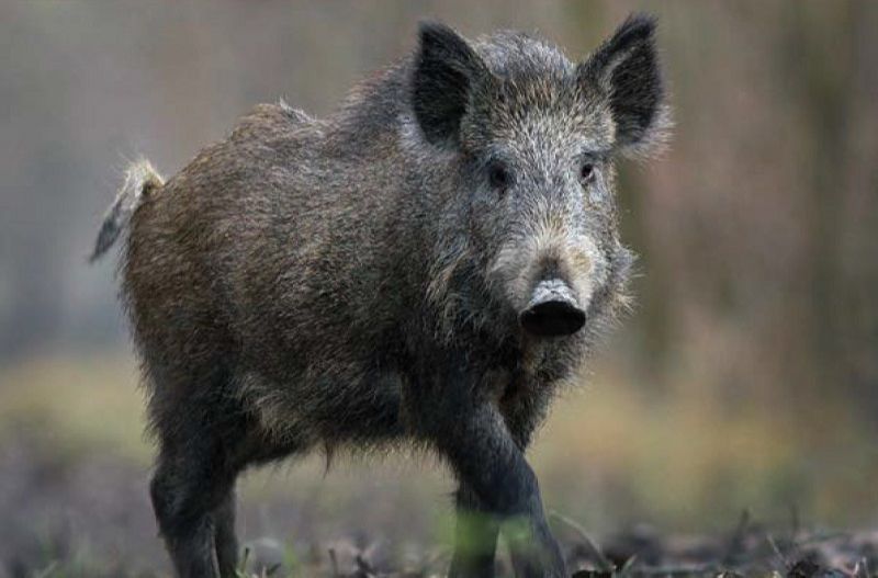 Javali selvagem: especialistassalientam que animal é agressivo e pode até matar, além de transmitir doenças como febre aftosa e peste suína (Foto: Ibama/ Divulgação)