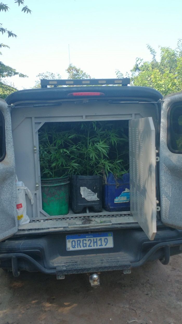 Pés de maconha apreendidos (Foto: Divulgação GMVV)